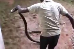 CLIP: Người đàn ông 'tay không' thu phục rắn hổ mang dài hơn 3 mét thật đáng kinh ngạc