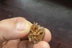Không phải tổ yến, tổ của loài côn trùng này mới là 'báu vật', cứ nhặt là giàu, ở Việt Nam có khắp nơi
