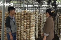 Làm giàu nhờ nấm bào ngư