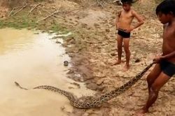 CLIP: 'Rợn người' trước cảnh hai cậu bé vô tư chơi đùa với trăn khổng lồ