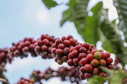 Giá cà phê hôm nay 26/9/2024: Tăng giảm trái chiều từ 100 đồng/kg