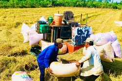 Giá lúa gạo hôm nay 26/9/2024: Đồng loạt giảm nhẹ từ 100 đồng/kg