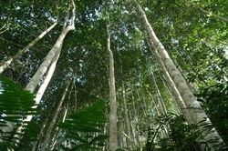 Thị trường carbon: Tìm mô hình hiệu quả cho doanh nghiệp