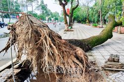 Cây ngã nơi công cộng, sau hơn 1 tuần chưa xử lý hoàn toàn