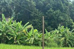 Lào Cai: Hai phụ nữ tử vong, một trẻ bị thương do điện giật