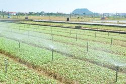 Các vựa rau giống ở Nghệ An vào vụ sản xuất