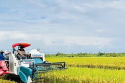Giá lúa gạo hôm nay 27/9/2024: Giá gạo tiếp tục giảm nhẹ