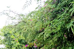 Đi ra khỏi thành phố