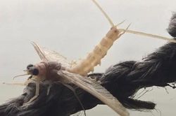 Đặc sản độc đáo nhất Hà Nội: Người có tiền chưa chắc mua được, tên gọi cực lạ nghe vài lần mới hiểu