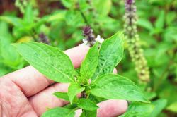 Trồng húng quế, mô hình mới trên đất Quế