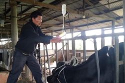 Vụ bò sữa chết hàng loạt ở Lâm Đồng: Người dân nói mức đền bù quá thấp