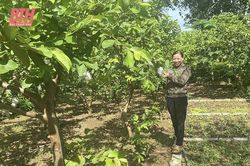 Làm giàu với mô hình kinh tế tổng hợp