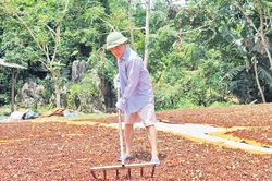 Nâng cao chất lượng vùng nguyên liệu hồi ở Bình Gia
