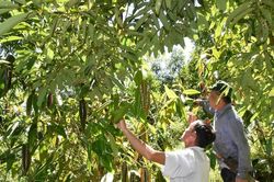 Người ươm thành công chè hoa vàng từ hạt ở Quế Phong