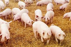 Giá lợn hơi hôm nay 3/10/2024: Giá tăng nhẹ, cao nhất 69.000 đồng/kg