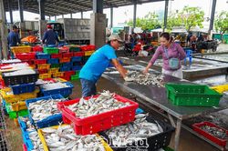 Nhộn nhịp Cảng cá Sông Ðốc