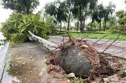 Những cây còn bầu bọc rễ sẽ khiến cây dễ gãy, đổ khi có gió to