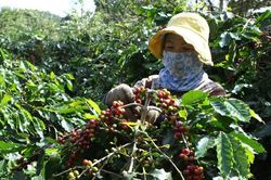 Giá cà phê hôm nay 5/10: tăng trở lại, Robusta thêm hơn 100 USD/tấn