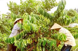Niên vụ 2024-2025: Dự kiến xuất khẩu cà phê cả nước đạt 6 tỷ USD