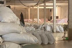 Bí đầu ra, các cơ sở chế biến bột cá ở Nghệ An tồn kho hàng trăm tấn