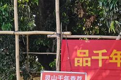 Cây vải 1.500 tuổi được bảo vệ nghiêm ngặt: Cao 16m, bất ngờ kết trái trĩu cành sau 1 thập kỷ tịt quả