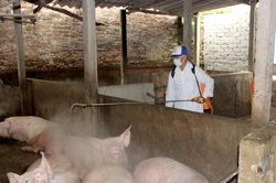 Nghệ An cấp 15.000 lít hóa chất khử trùng khu vực chăn nuôi sau mưa lũ