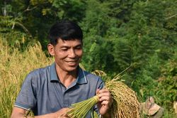 Vùng cao Nghệ An bắt đầu thu hoạch 'mùa vàng'