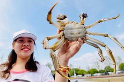 Loại hải sản được giới nhà giàu Trung Quốc ưa chuộng, ở Việt Nam cũng có, giá 'rẻ hều'