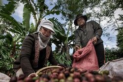 Giá cà phê hôm nay 10/10/2024: Giảm nhẹ 100 đồng/kg