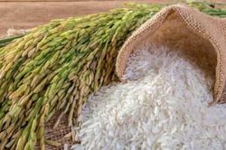 Giá lúa gạo hôm nay 10/10/2024: Giá gạo giảm, giá lúa duy trì ổn định