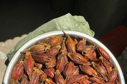 Quả mọc dại giá đến 300.000 đồng/kg, dân buôn bán vài tạ/tháng