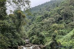 Hiệp hội gỗ nói gì về đề xuất hoãn thực thi EUDR của châu Âu