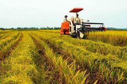 Giá lúa gạo hôm nay 11/10/2024: Giá gạo tiếp tục giảm