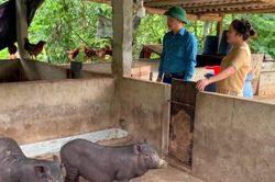 Các huyện vùng cao Nghệ An nỗ lực ngăn chặn dịch tả lợn châu Phi