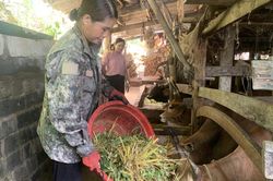 Chị Hợp thu nhập 300 triệu đồng/năm từ chăn nuôi