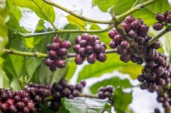 Giá cà phê hôm nay 13/10/2024: Chốt tuần giảm từ 300 đồng/kg