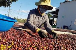 Giá cà phê giảm nhẹ 400 đồng/kg sau nhiều tháng tăng mạnh