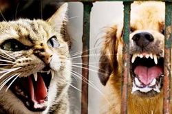 Đồng Nai: Người đàn ông phát bệnh dại tử vong sau gần một năm bị mèo cắn