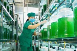 Tảo xoắn Nghệ An lọt top 10 thương hiệu uy tín hàng đầu Việt Nam