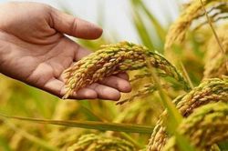 Giá lúa gạo hôm nay 16/10/2024: Giá gạo xuất khẩu giảm nhẹ