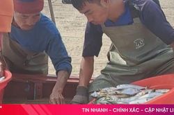 Những mẻ cá bạc má tươi ngon của ngư dân Hà Tĩnh