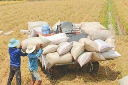 Giá lúa gạo hôm nay 17/10/2024: Giá gạo trong nước giảm nhẹ