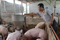 Giá lợn hơi hôm nay 17/10/2024: Thị trường cả nước tiếp tục lao dốc