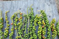 Giá tiêu hôm nay 19/10/2024: Đồng loạt giảm 1,000 đồng/kg