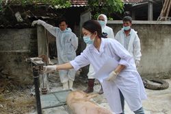 Dịch tả lợn châu Phi tái bùng phát sau mưa lũ