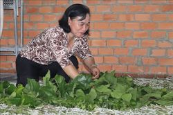 Phụ nữ biên giới Bình Phước cải thiện thu nhập nhờ trồng dâu nuôi tằm