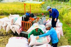 Giá lúa gạo hôm nay 21/10/2024: Duy trì ổn định