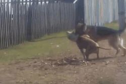 CLIP: Đại chiến với chó Becgie, chó Pitbull nhận cái kết bất ngờ