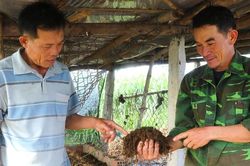 Chăn nuôi bò kết hợp trùn quế: Lợi ích kép