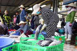 Giá cá ngừ vằn giảm mạnh, ngư dân gặp khó